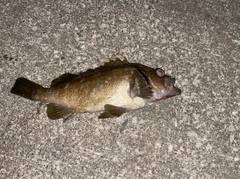 エゾメバルの釣果