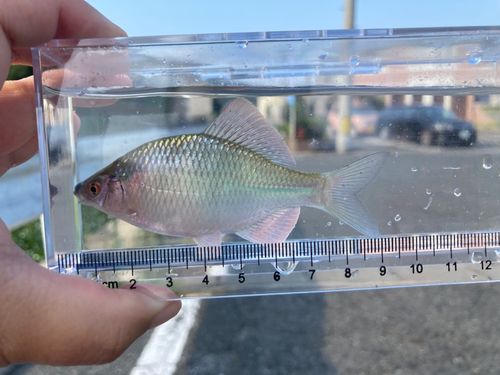 カネヒラの釣果