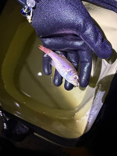 ネンブツダイの釣果