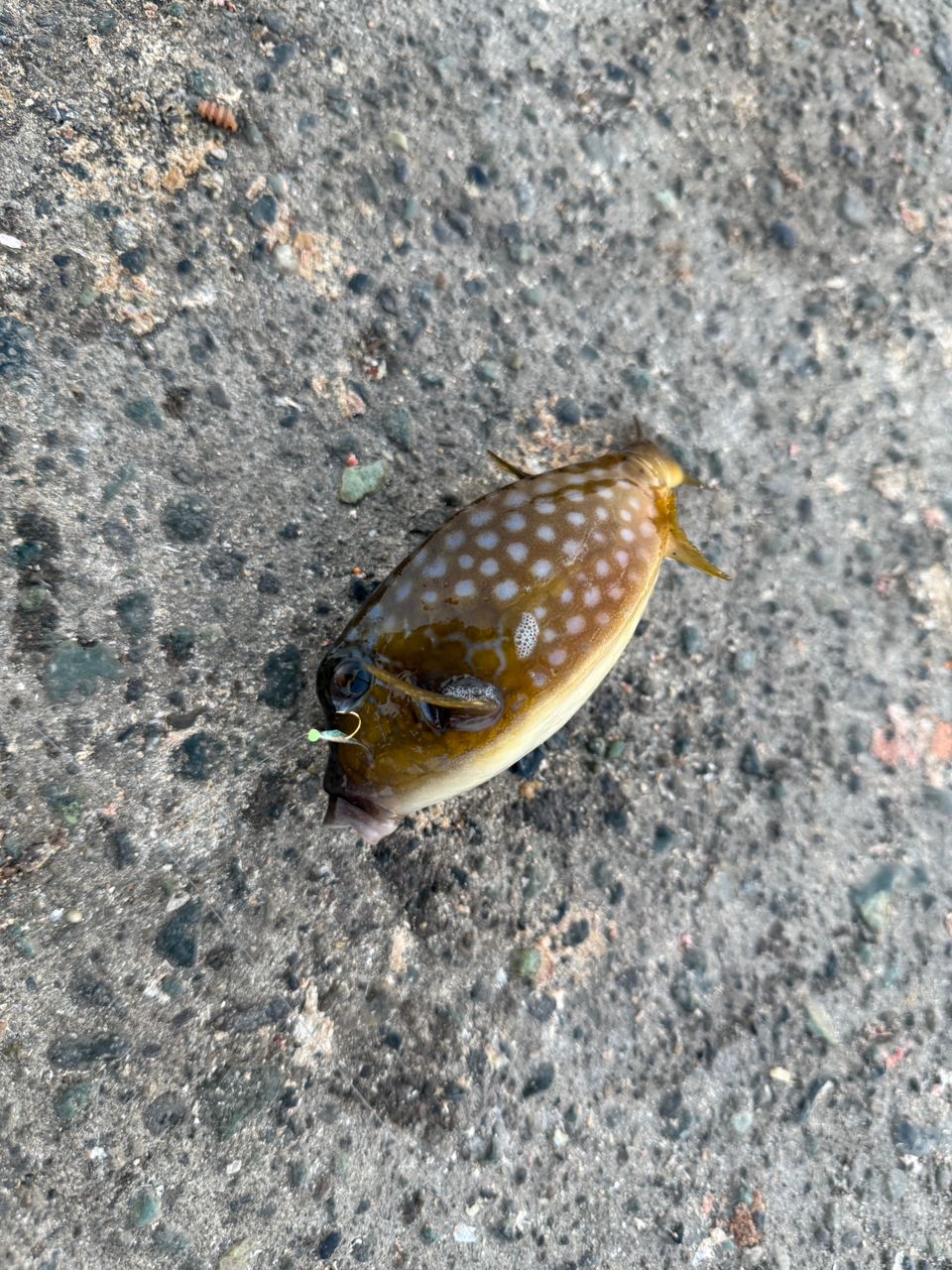 ネンブツダイ