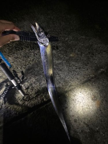 タチウオの釣果