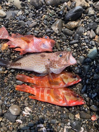 アカハタの釣果