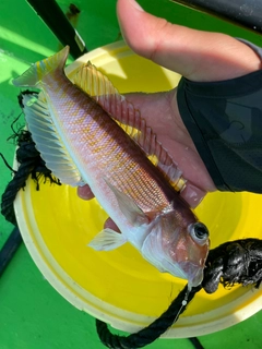 アカアマダイの釣果