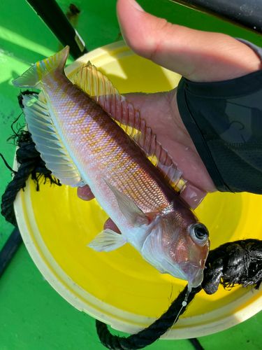 アカアマダイの釣果
