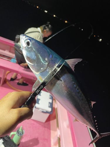 ソウダガツオの釣果