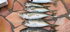 アジの釣果