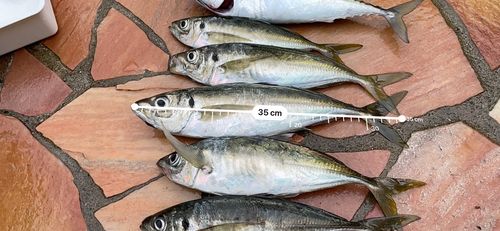 アジの釣果