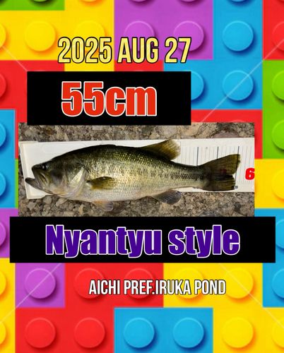 ラージマウスバスの釣果