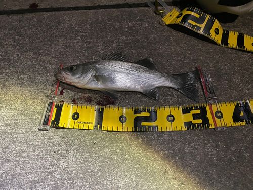 シーバスの釣果