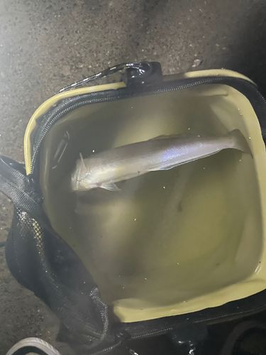 キスの釣果