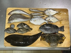 キスの釣果