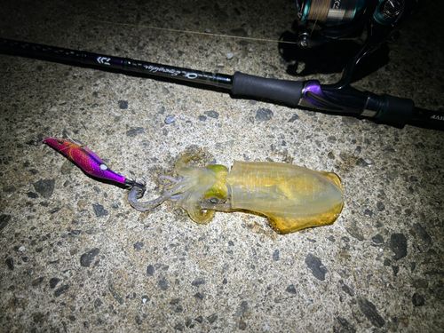 アオリイカの釣果