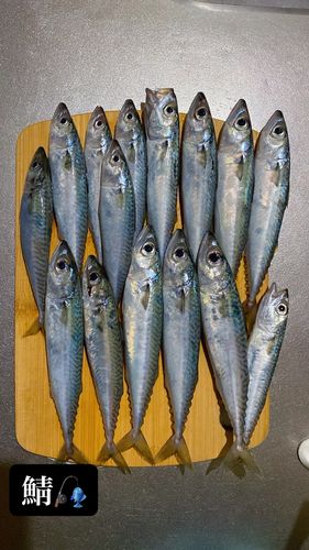 釣果