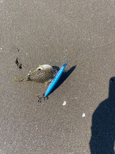 マゴチの釣果
