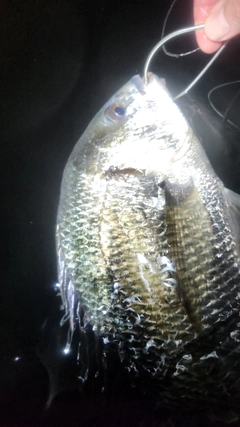 キビレの釣果
