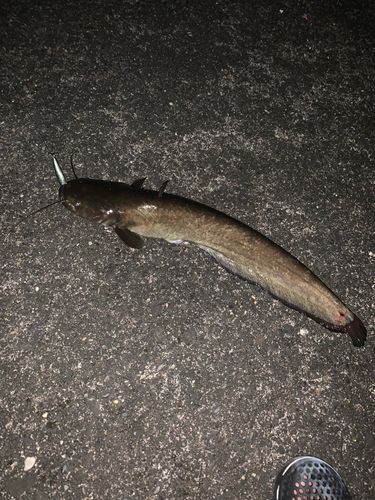 マナマズの釣果