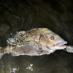 クロダイ