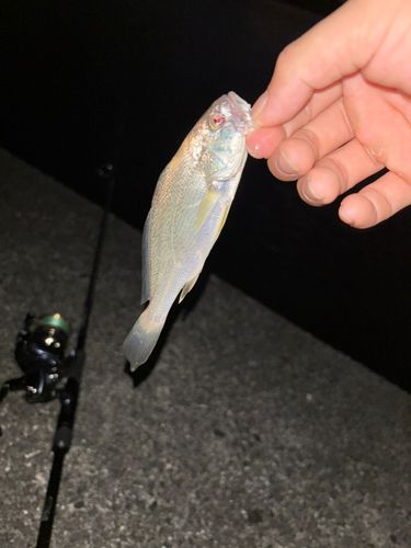 釣果