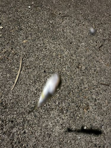 セイゴ（マルスズキ）の釣果