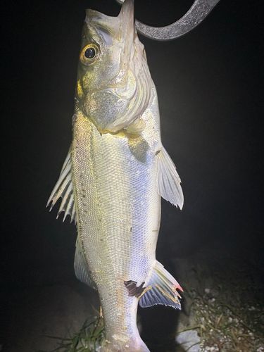 セイゴ（マルスズキ）の釣果