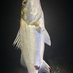 セイゴ（マルスズキ）