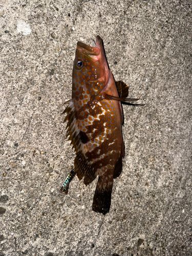キジハタの釣果