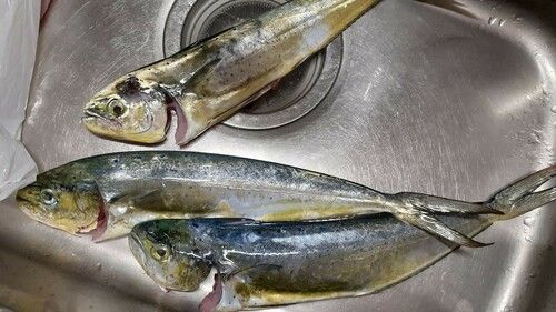 シイラの釣果
