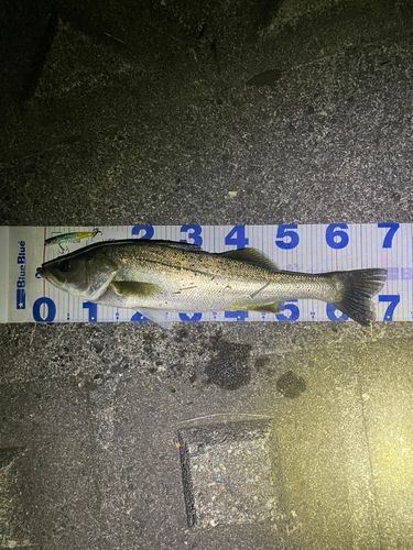 シーバスの釣果