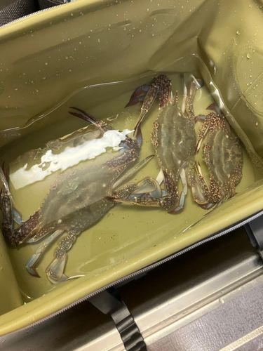 ワタリガニの釣果
