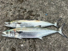 サゴシの釣果
