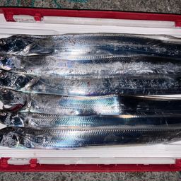 タチウオ