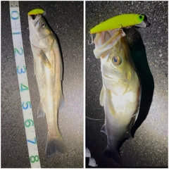 スズキの釣果