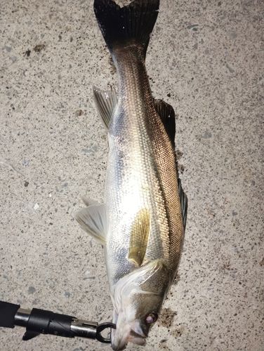 フッコ（タイリクスズキ）の釣果