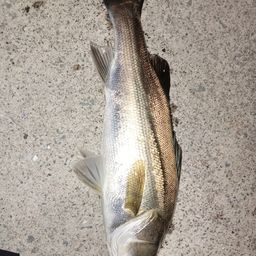 フッコ（タイリクスズキ）