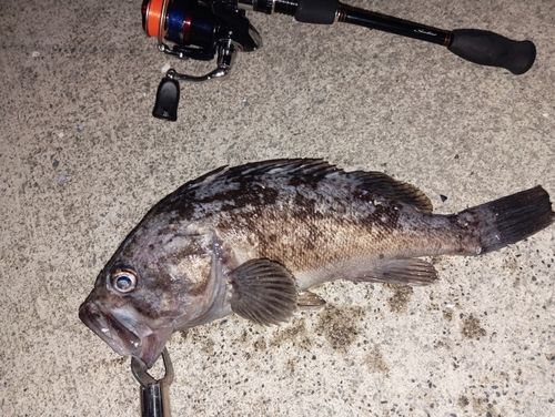 クロソイの釣果