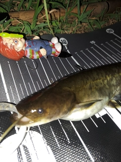 ナマズの釣果