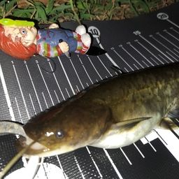 ナマズ