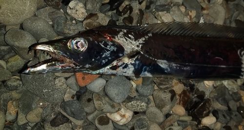 タチウオの釣果