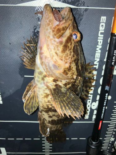 タケノコメバルの釣果
