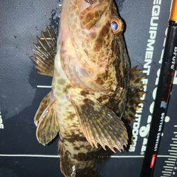 タケノコメバル