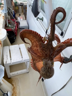 タコの釣果