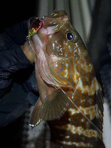 キジハタの釣果