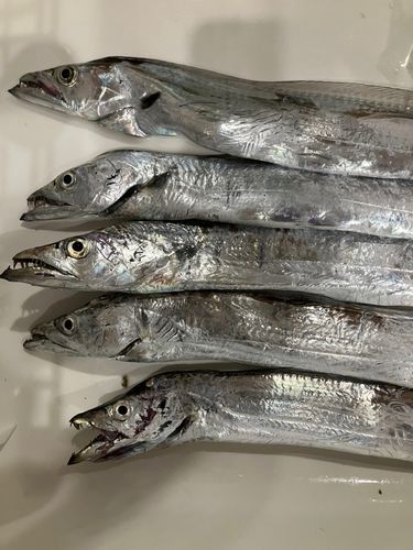 タチウオの釣果