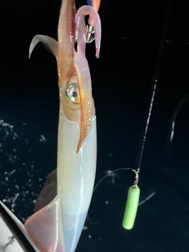 ケンサキイカの釣果