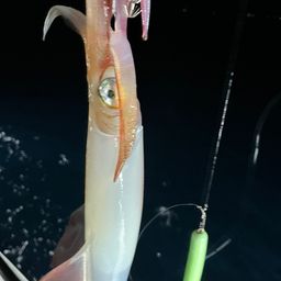ケンサキイカ