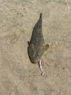 マゴチの釣果