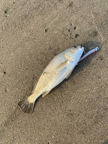 イシモチの釣果