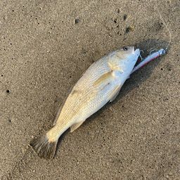 イシモチ