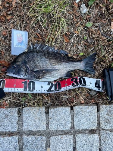 クロダイの釣果