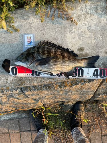 クロダイの釣果